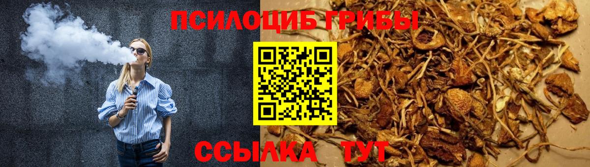 Псилоцибиновые грибы Psilocybine cubensis Вязники