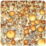 Псилоцибиновые (галлюциногенные)  грибы Psilocybin "Golden Teacher" в Вязниках