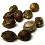 Семена марихуаны АК-47  (Seeds AK-47) в Вязниках